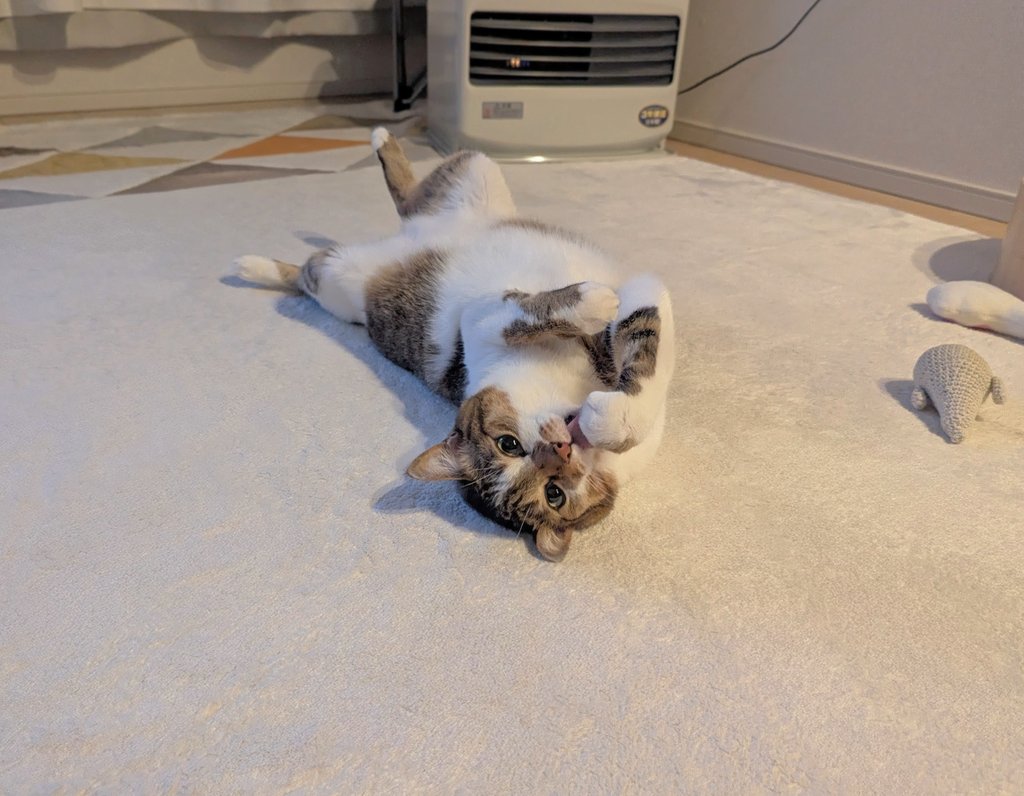 猫目 猫目 (@nekomeyome) / Posts / X