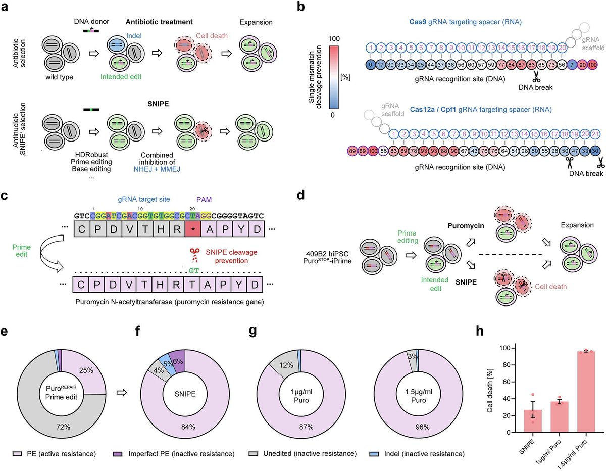 jsantoyo's tweet image. Search-and-remove genome editing allows selection of cells by DNA sequence. #GenomeEditing #CellSelection @NatureComms  
nature.com/articles/s4146…