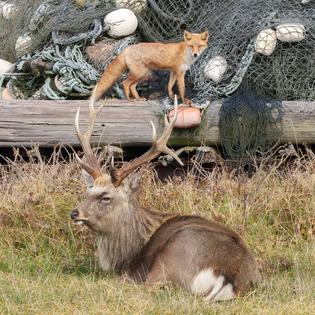 こぴー (@copy_photos) / Posts / X