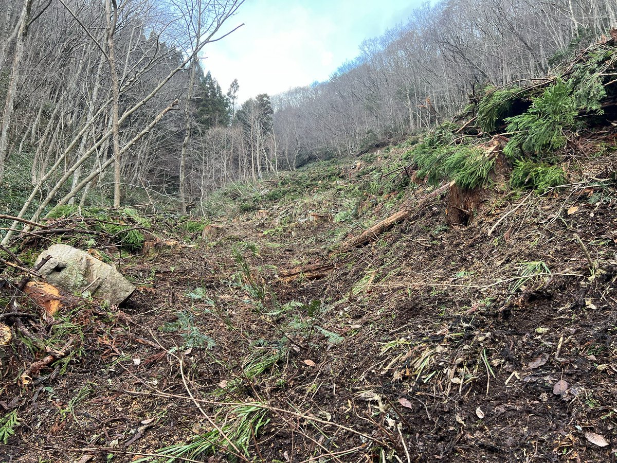 地ごしらえはね
枝葉を掃いたり
まくりあげて
植林しやすい状態にする作業だよ！
