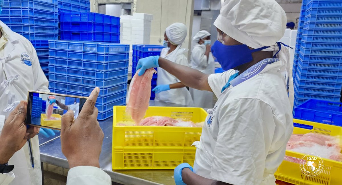 IGADsecretariat's tweet photo. Strengthening Food Safety and Export Compliance in Uganda

On Day 2 of the mission, the IGAD delegation assessed Uganda’s fish export value chain, visiting Lake Bounty Group, a major processor of Nile Perch fillet supplying EU markets, and Chemiphar Laboratory, an accredited facility supporting export compliance through rigorous food safety testing.

The visits highlighted the importance of strong regulation, reliable laboratory services, and coordinated value chain oversight in safeguarding market access. IGAD remains committed to strengthening food safety systems, boosting competitiveness, and supporting Member States to meet global export standards.

#RegionalTrade #FoodSafety
#RisingWithIGAD
@SweinEthiopia
