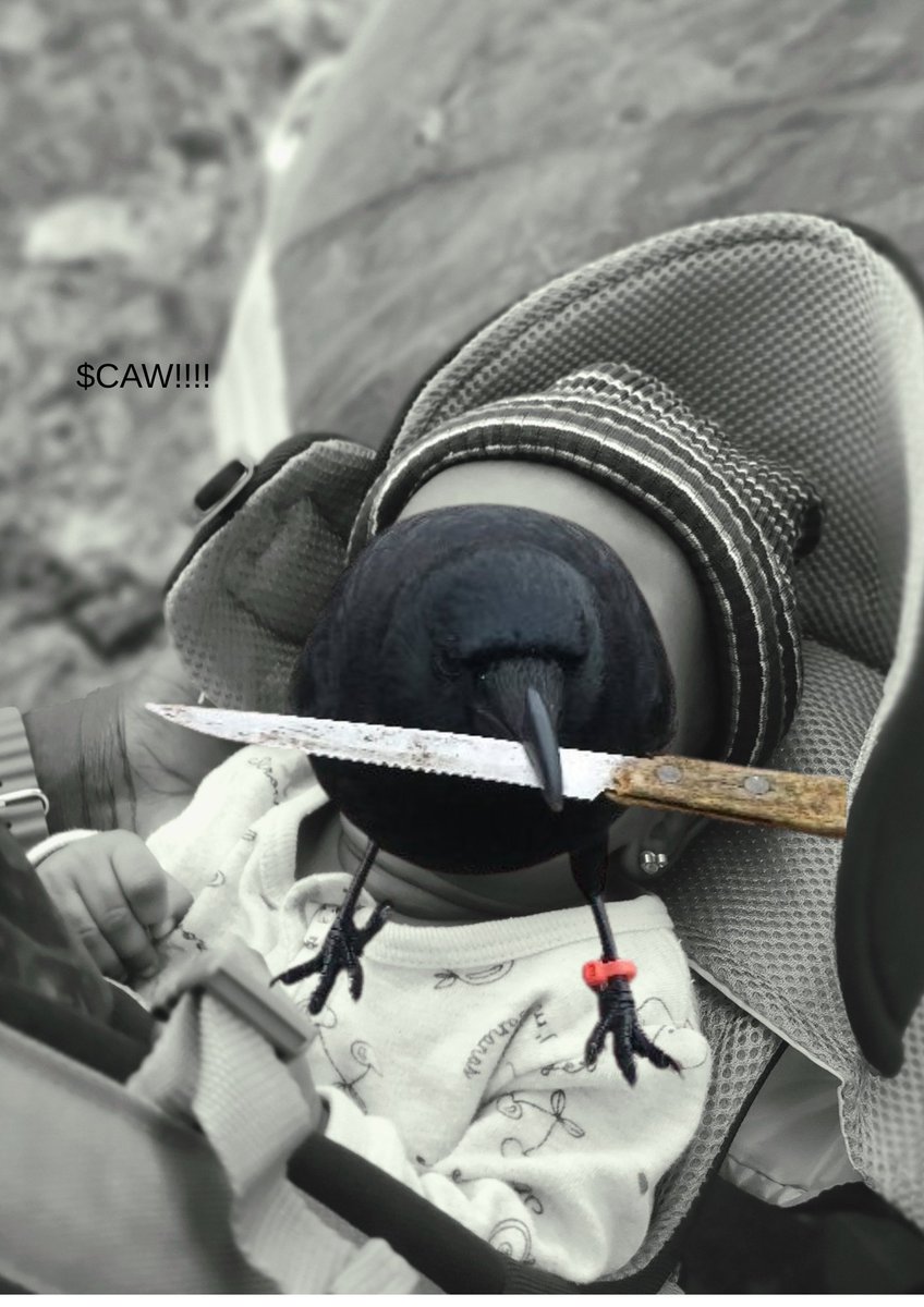 Took my Cawbaby for a walk! It's a sign <a href="/crow_with_knife/">crow with knife</a> is hitting a new ATH soon. $Caw Caw Caw

We don't say GM here. Just Caw caw  caw 🔪🐦