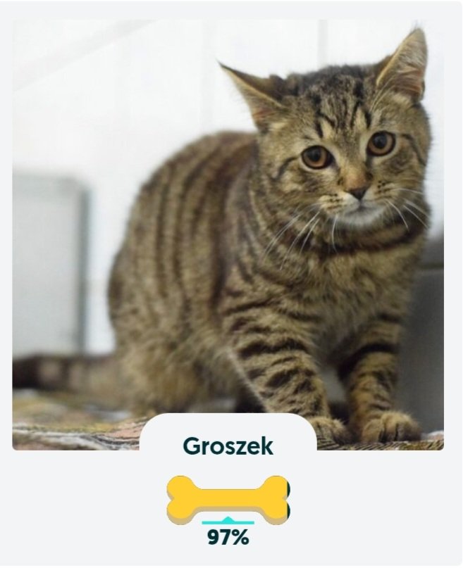 nakarmpsa.olx.pl
Groszek nie ma pełnej miszeczki.
Powtarzam, Groszek nie ma pełnej miseczki!