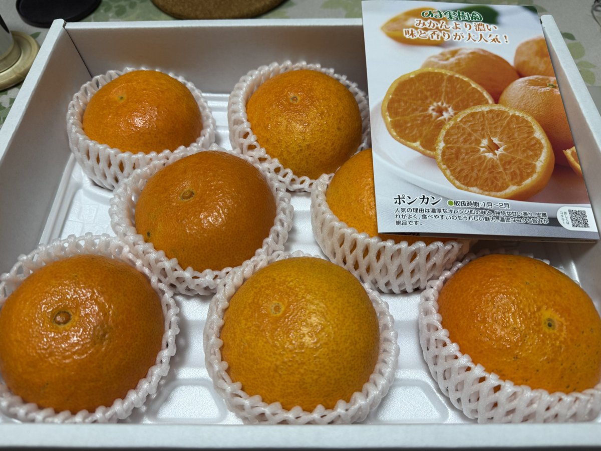 今期2回目の媛まどんな🍊
今年の1月に頂き物で初めて食べて感激して買おうと思ったら時期が過ぎてた！
10ヶ月待ってまず家庭用を注文
美味しすぎてあっという間に食べちゃった
今回は食べ比べで贈答用を
大きくて綺麗ね〜
#のま果樹園 
#媛まどんな