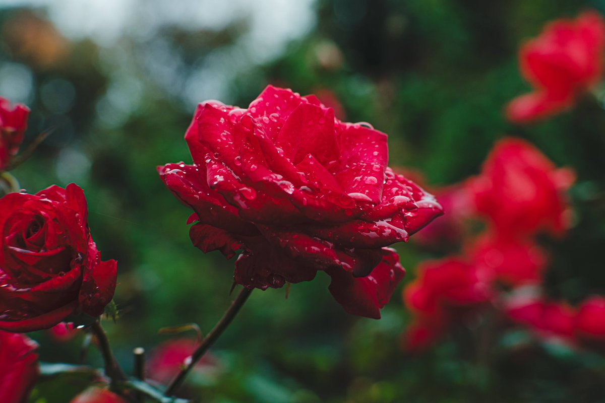 あの頃の私は
早く大人になりたくて
仕方なかった

冷たい雨でさえ
膨らんだ薔薇の蕾のように
強かに受け止めていたの

p.<a href="/k_yachin929/">K-ya@撮影依頼募集中</a> &amp; <a href="/h_tomoru/">📷🎃🍶</a>