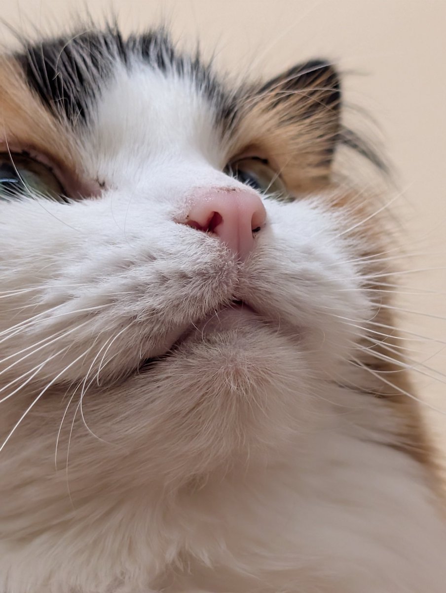 КАТЕЧКА 🪴 АЛОЭÖ tweet media