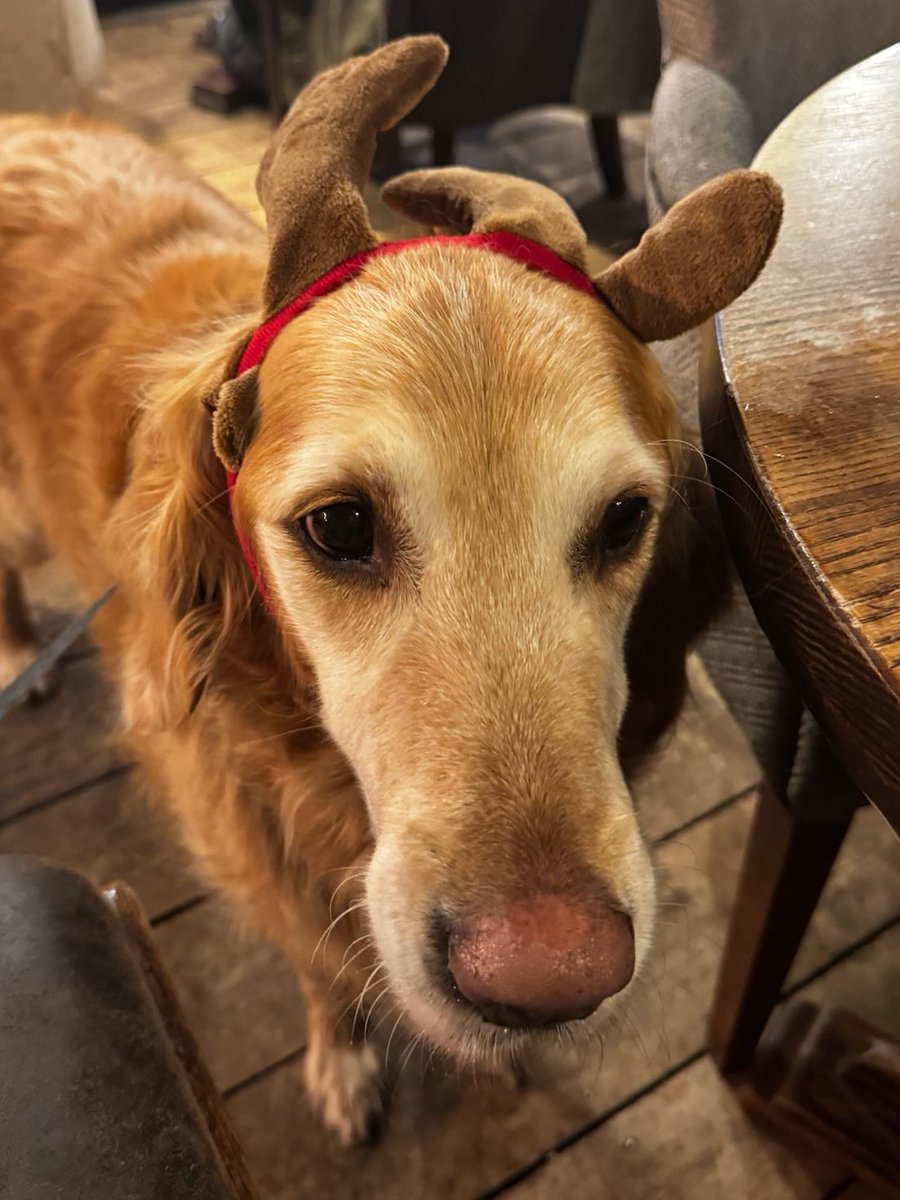 Born to be Santa, forced to be a reindeer. #goldenretriever