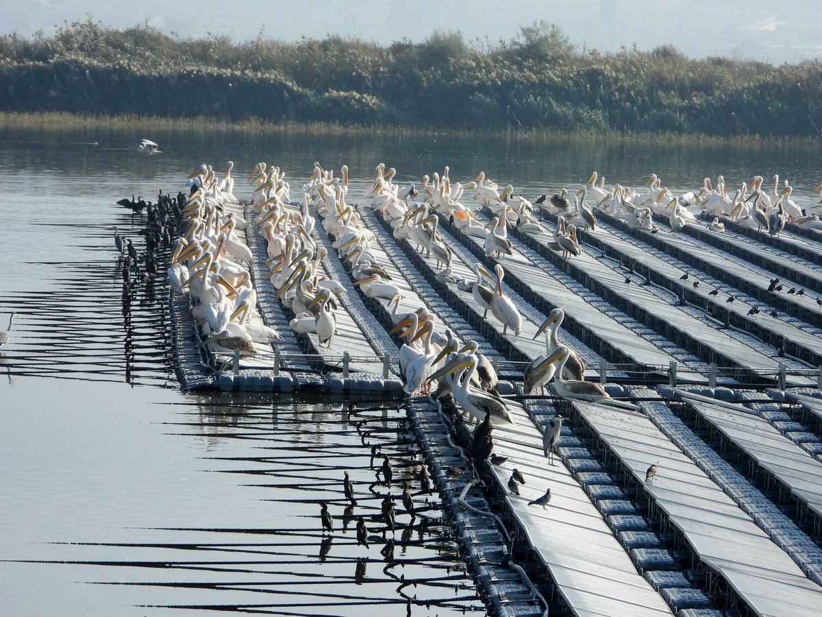 שרברב פשוט tweet media