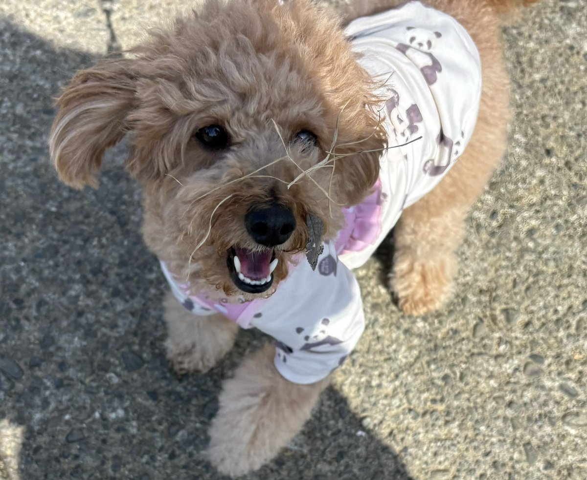 _rabu_kun's tweet photo. 草まみれなゆらさん https://t.co/RPUAn4Liv5
