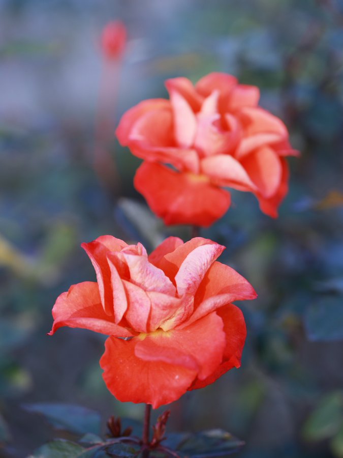 �\�[�V�����}�K�W���w�R�X���f�B�A�h�b�g�R��!!�x:�ŐV���𐏎��X�V��!!