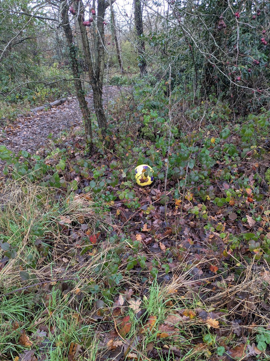 stansilverman1's tweet photo. @ivy_mckellar @Lostfootballs Lost in the woods https://t.co/wFa51H3si5