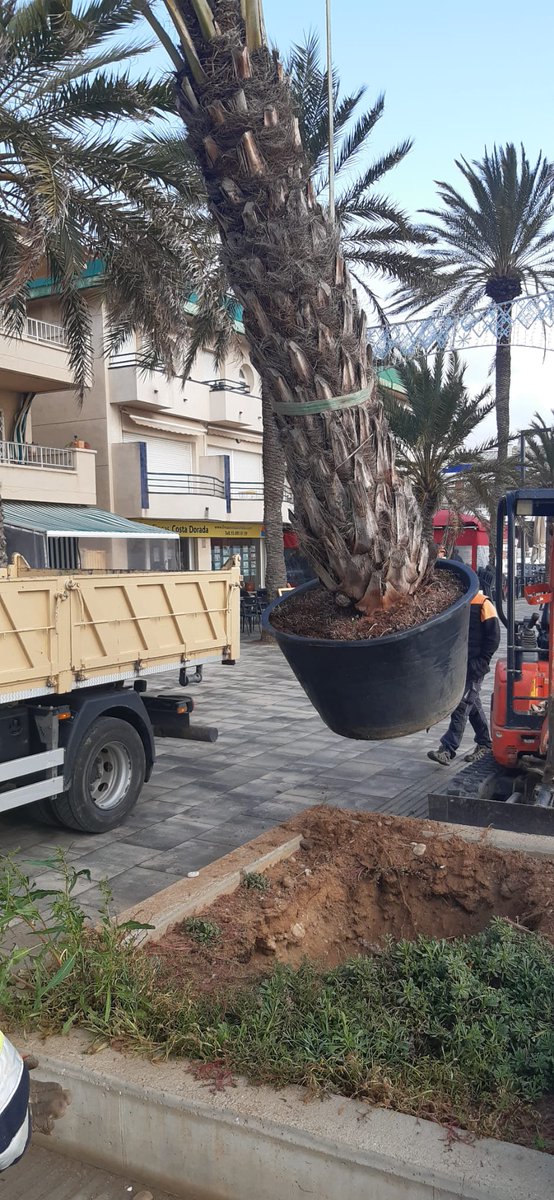 ajcubelles's tweet photo. 🌴 Tasques de manteniment al passeig Marítim.
Aquesta setmana s’han reposat les palmeres del passeig Marítim que havien mort, d’acord amb les tasques previstes de manteniment per preservar l’arbrat i la imatge d’aquest espai.
#Cubelles #MilloremCubelles https://t.co/azboeKBr4a