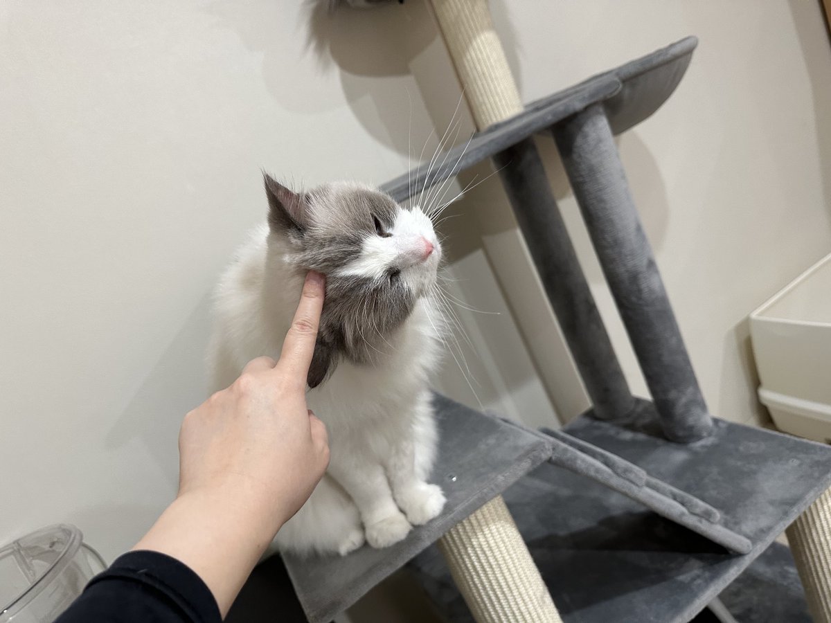 えむえむ (@m_rady_) on X