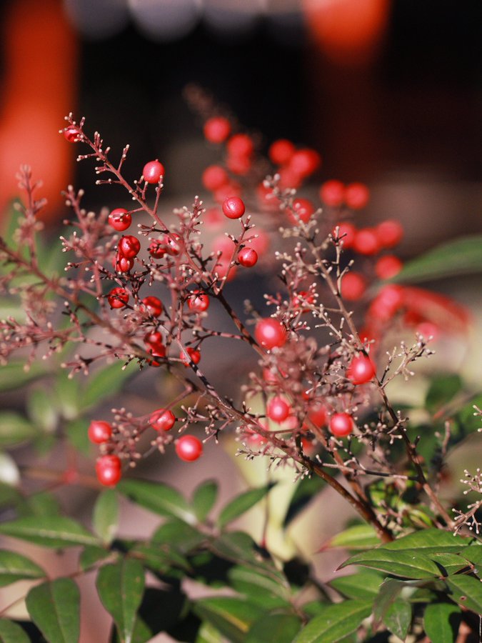 �\�[�V�����}�K�W���w�R�X���f�B�A�h�b�g�R��!!�x:�ŐV���𐏎��X�V��!!