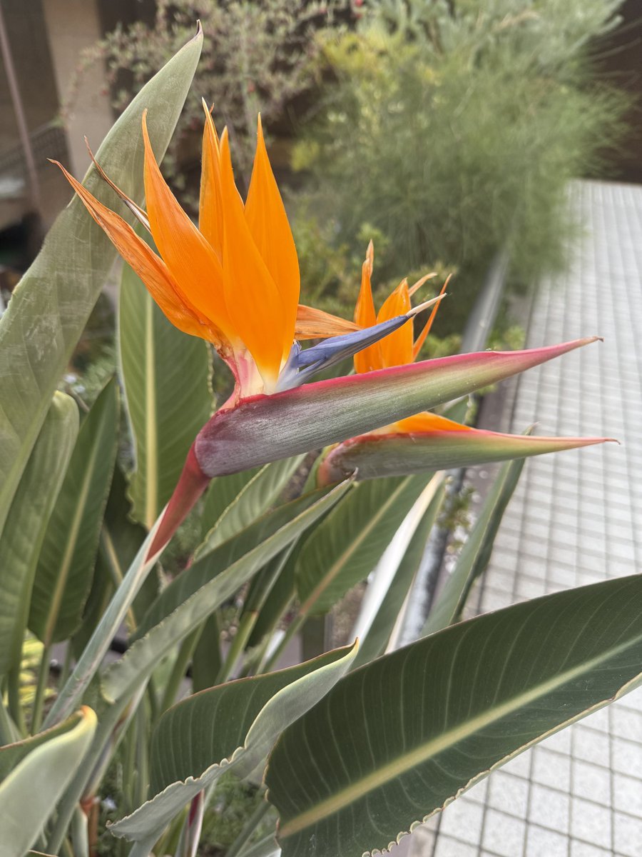 今日もありがとうございました #極楽鳥花