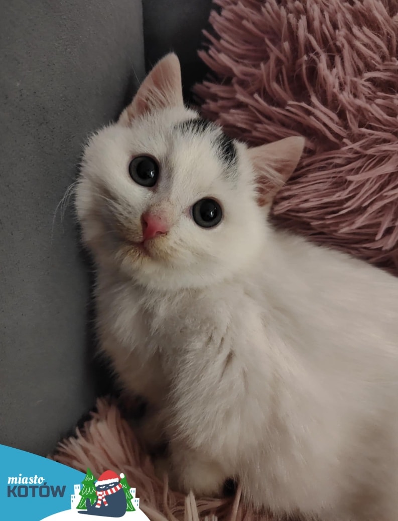 😍 Boski Dżordż 💙

Popatrzcie na ten słodki, lekko brudny pysiek Dżordża i przyznajcie, że jest to najsłodszy obrazek jaki Wam się mógł przytrafić!
Dżordżi już jest w domu tymczasowym, z którego niedługo wybędzie do własnego domu.

Wesprzyjcie nasze starania  ☎️ 790 791 314😍