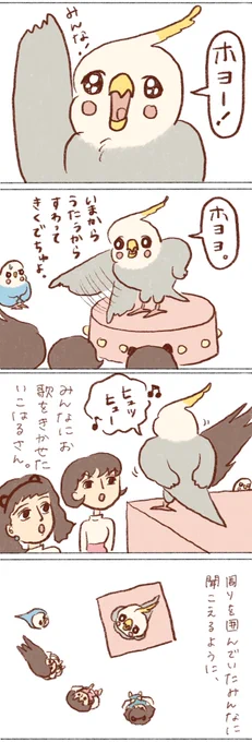 我が家のアイドル!

#オカメインコ 