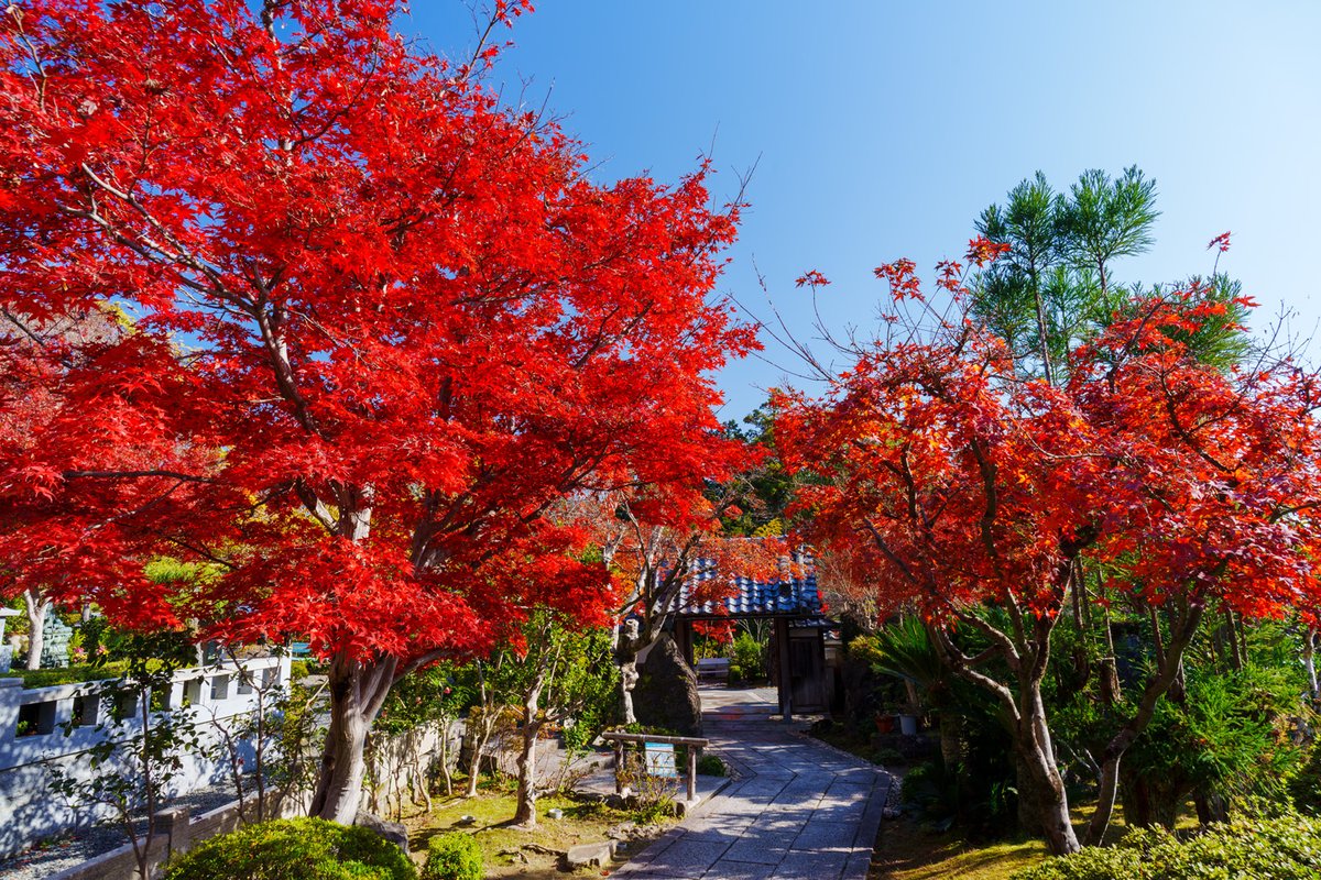 niceKenji's tweet photo. 正法寺の庭園
京都大原野の古刹の風景です。
11月30日 https://t.co/0B0HypUgR1