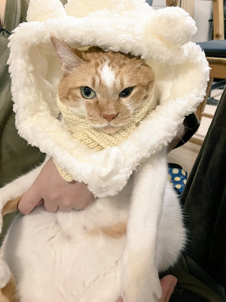 長女が猫氏にプレゼントと買ってきた帽子とマフラー。案の定めちゃかわ