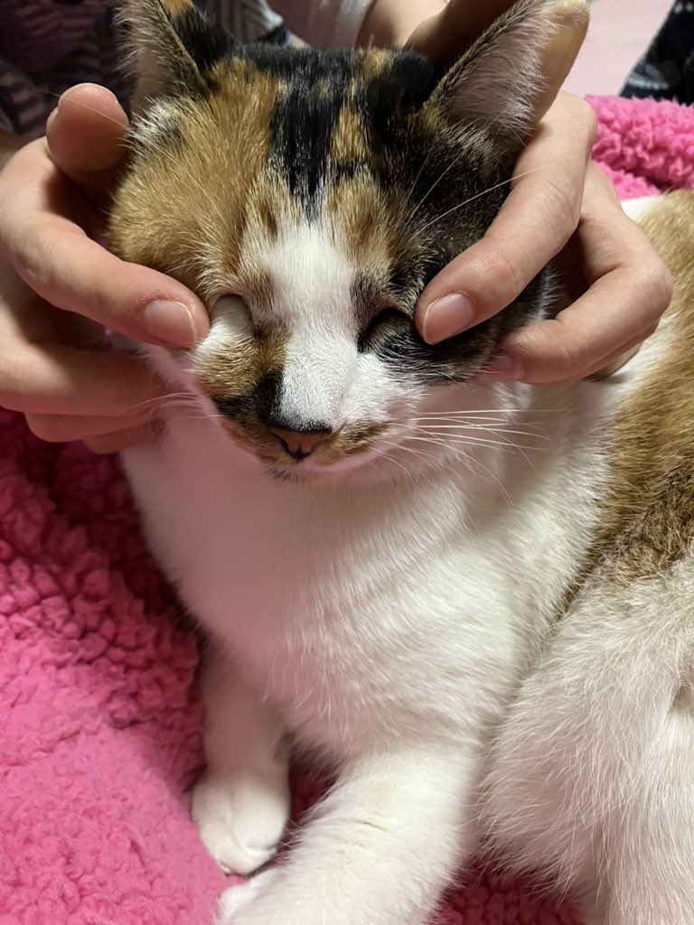 roku6767's tweet photo. 顔もみもみされても
マフラーで身体グルグル巻にされても怒らない猫😆 https://t.co/OEH9HE82LA