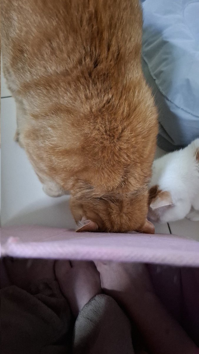 0808shizu's tweet photo. 🐱🐱 https://t.co/sBxveN2BeW