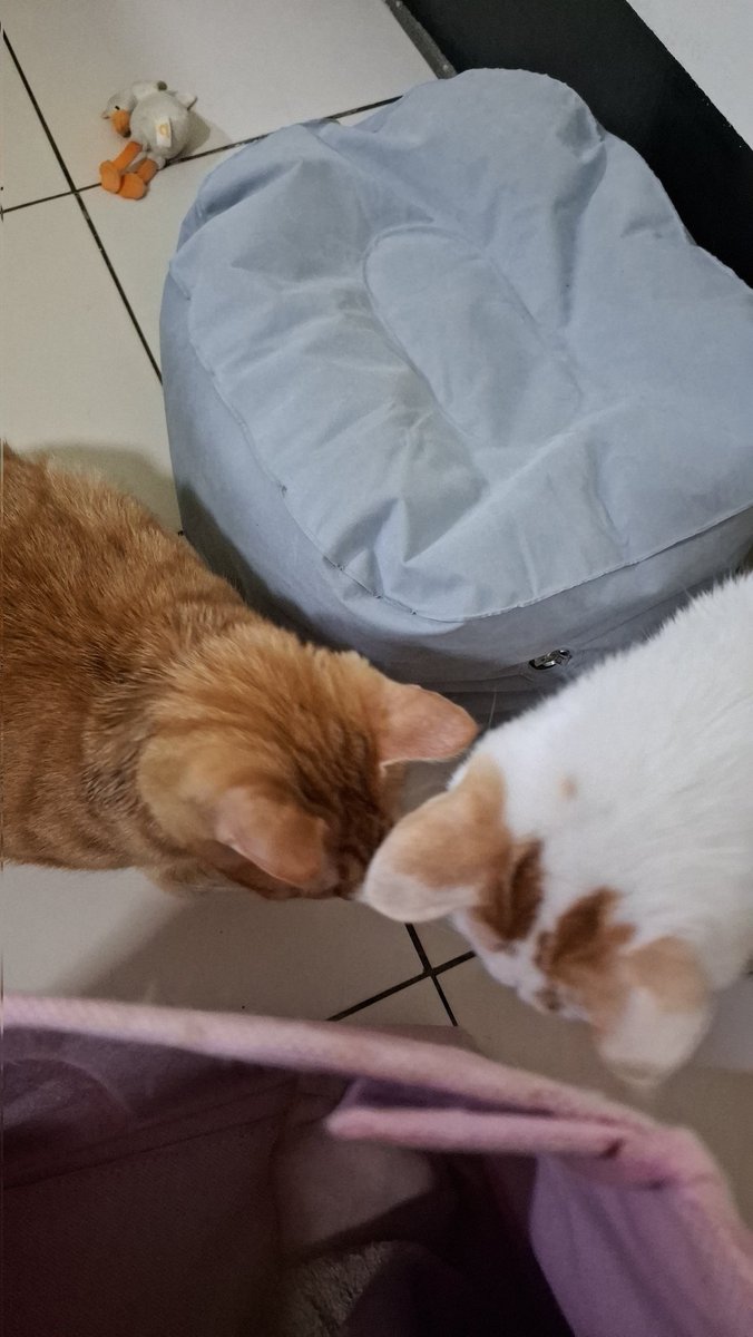 0808shizu's tweet photo. 🐱🐱 https://t.co/sBxveN2BeW