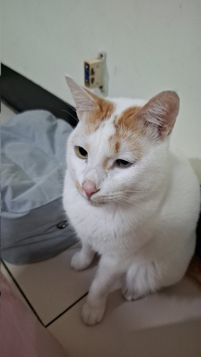 0808shizu's tweet photo. 🐱🐱 https://t.co/sBxveN2BeW