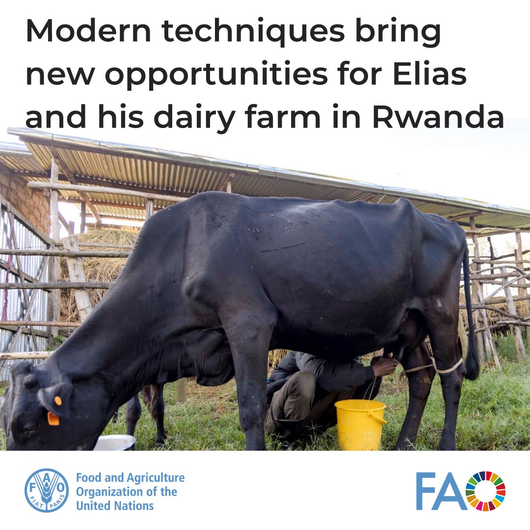 FAO Livestock tweet media