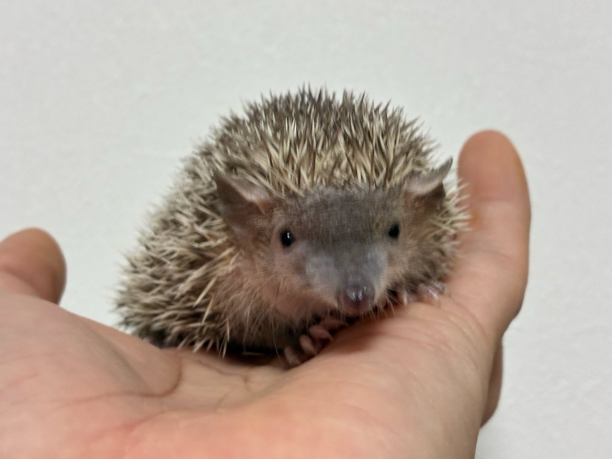 エキゾチックアニマル ぶちでら🦔3/15ジャングルハンター豊橋出店