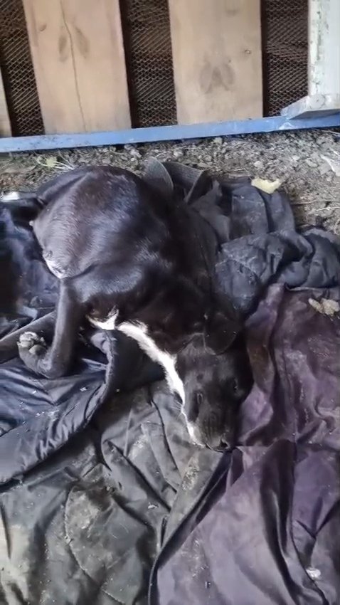 La mamita ya esta con nosotros en el temporal, en cualquier momento va a parir, necesitamos camita, casita y alimento, por favor toda ayuda sirve🙏🥺les pido ayuda para comprarle sus cosas y para dignamente🙏
Solange Palacios
Banco estado
Cuenta rut
17376209-7