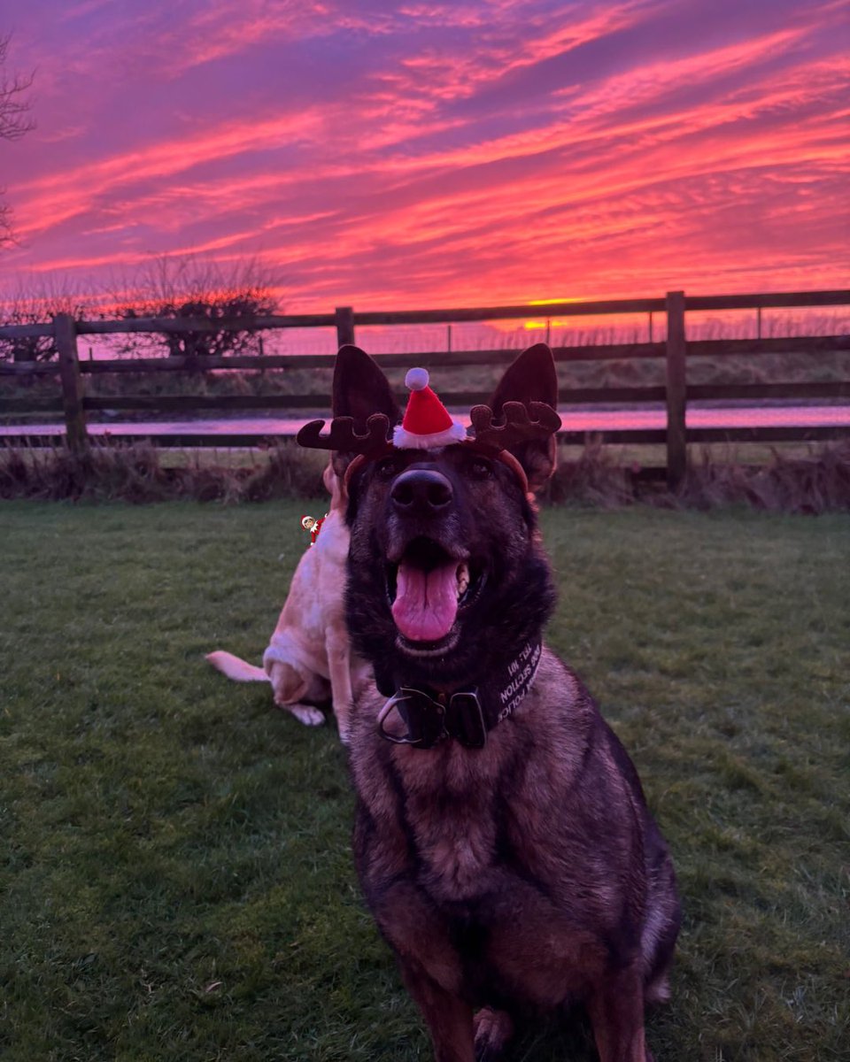 Cumbria Police Dog Section tweet media