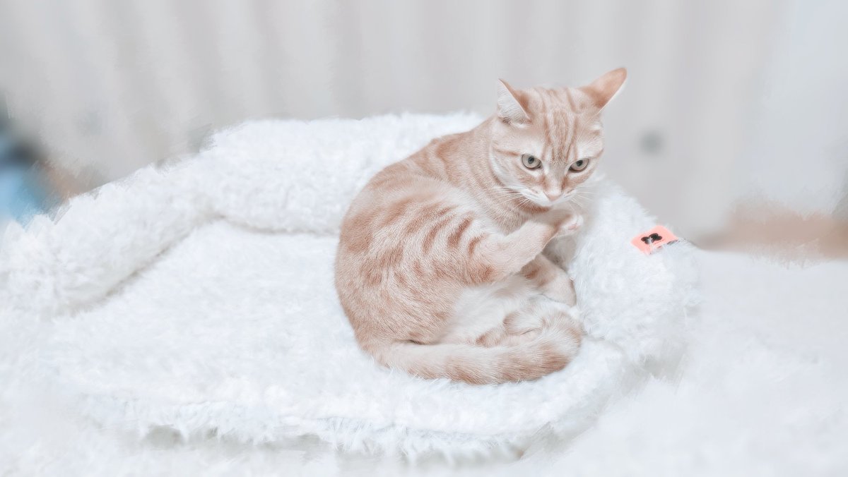 あっちゃん。＠ (@reikun14) / Posts / X