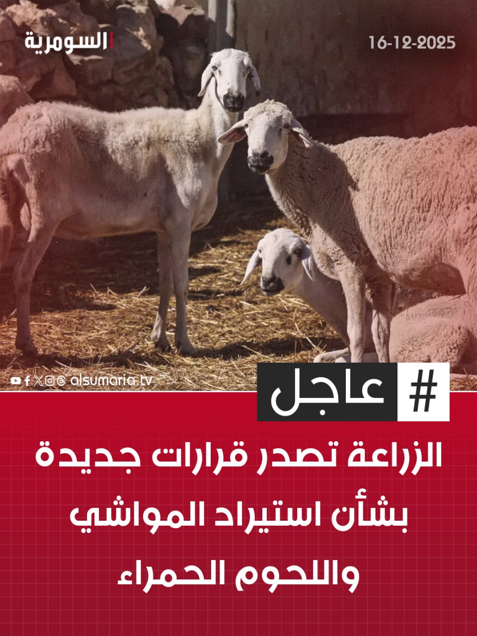 الزراعة تفتح استيراد المواشي واللحوم الحمراء بإجراءات صحية مشددة لسد نقص المعروض في الأسواق. التفاصيل كاملة في اول تعليق 