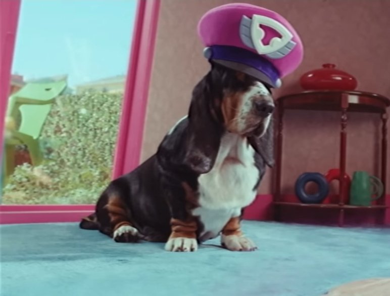 _d0n_alguien_'s tweet image. Perro