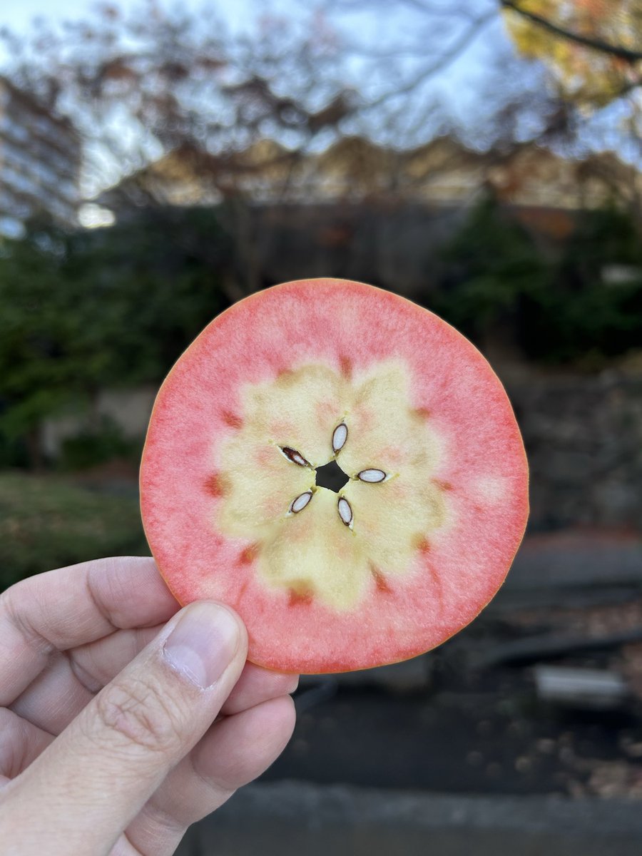 極上『高徳』再販お知らせ🍎

明日17日の夕方16時ころから宅配が届き次第、極上『高徳』の再販売を行います

ムーンルージュ🌙も同時販売
↑今期最後になります

上野公園 不忍池野外ステージ前
12:00-21:00

#高徳
#ムーンルージュ
#あおもり屋
#りんご飴
#青森
#上野公園
#不忍池
#クリスマス
