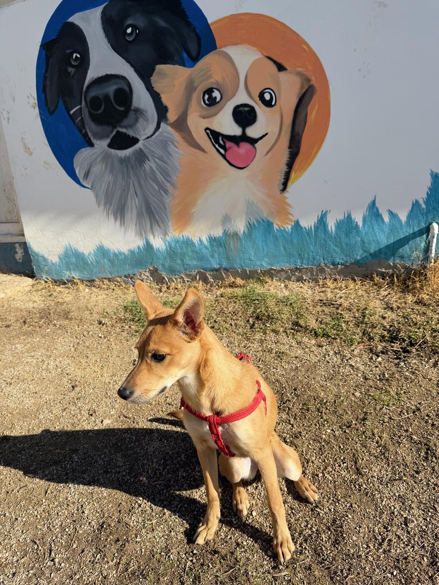 4.5 aylık bu güzel kız, Lily, hala yuva arıyor. Eskişehir'de ama yakın çevredeki şehirlere uygun yuva çıkarsa seve seve getiririz. 

Böyle bir güzellikle yaşamak istemez miydiniz? 🫠