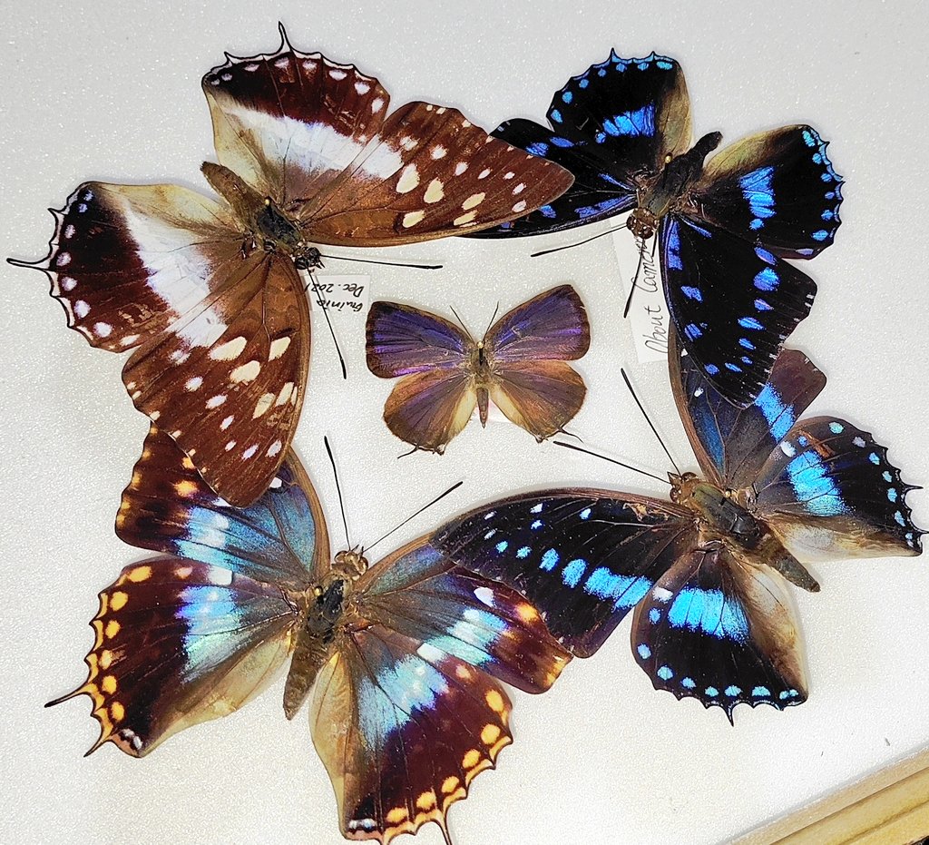 標本屋のぶんぶん (@poly_specimen) / Posts / X