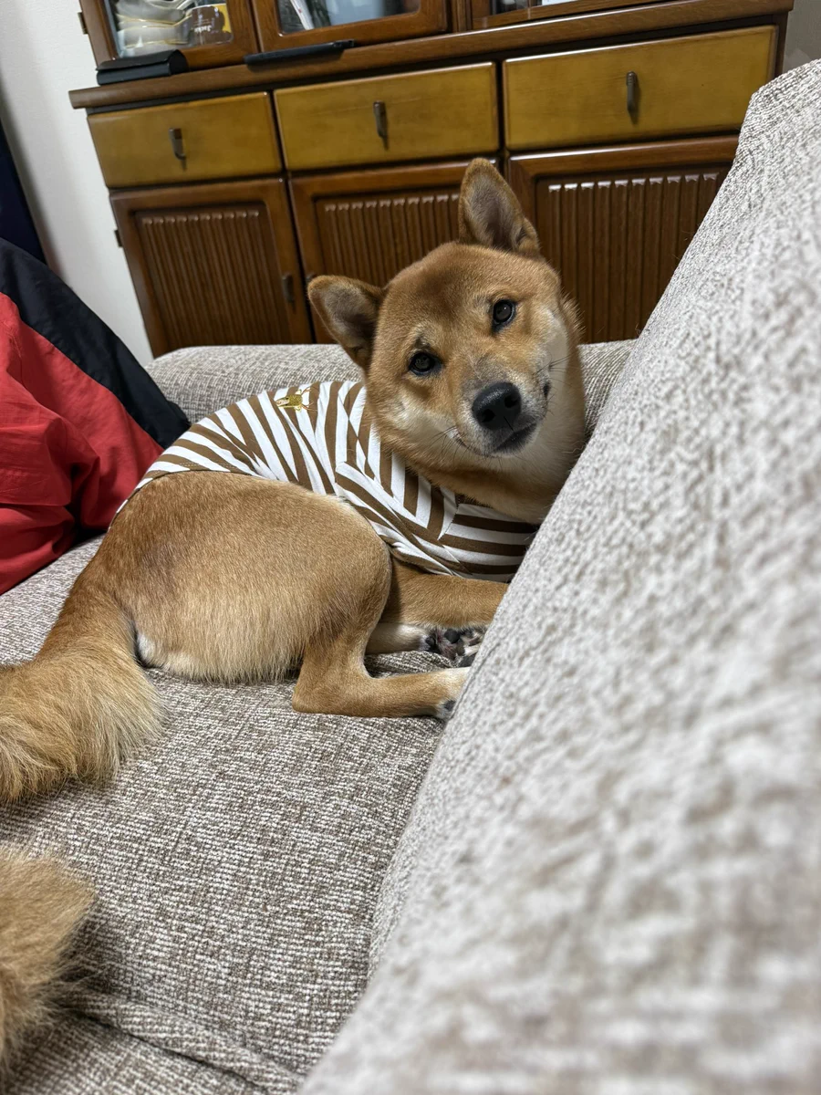 柴犬·͜·♡もも on X: 