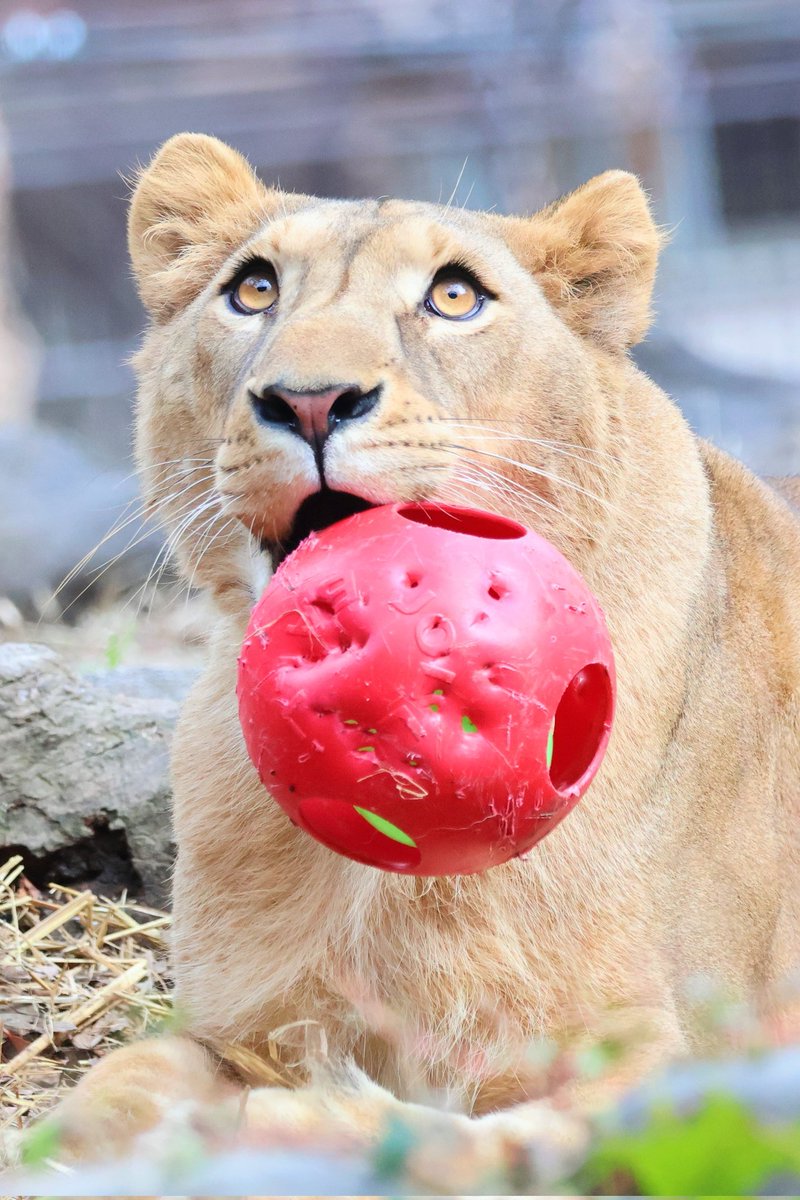 【らいおんぴいちゃん】 しおり (@clay_love55) / Posts / X