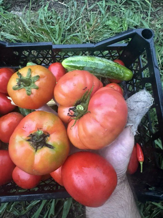 1000 paket  tohumumuz dağıtım için hazır. Talep edenler buradan herhangi bir yorum yapabilir kendilerine ekibimiz kargo ödemesi bilgilendirmeleri atacaktır.
Takip etmediği için mesaj gönderemediklerimiz oluyor mesaj bekleyenlerin takibe almaları bu sebeple önemli.

gönderi