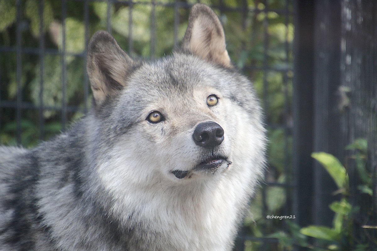 これもピント甘いけど、こういう表情は娘さんによく似てるなと 2020/9