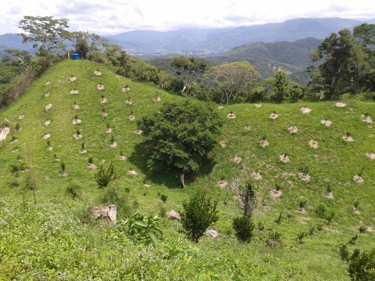 Chocolates Táchira 🌰 tweet media