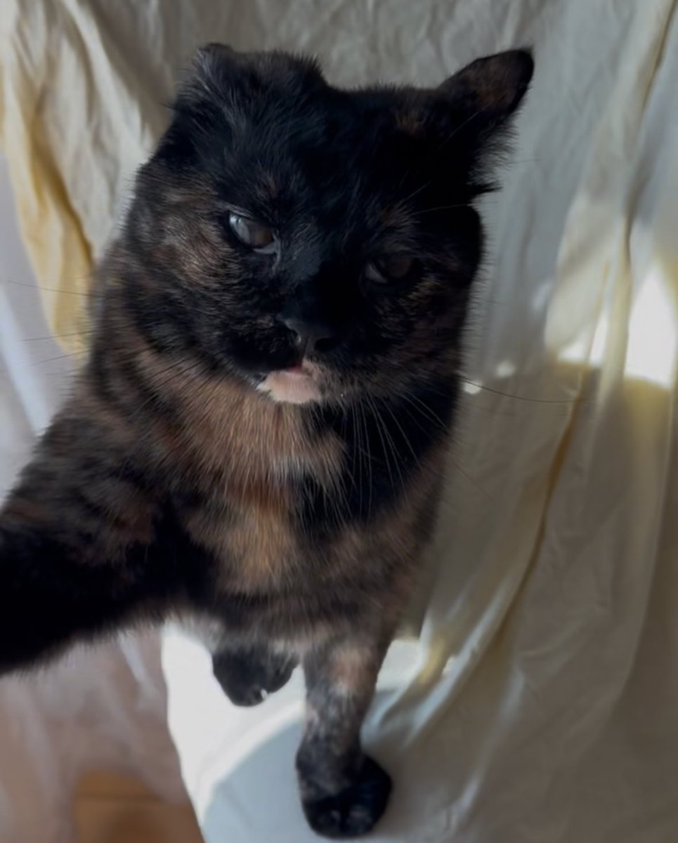 şans the cat (@sansthecatt) on Twitter photo 