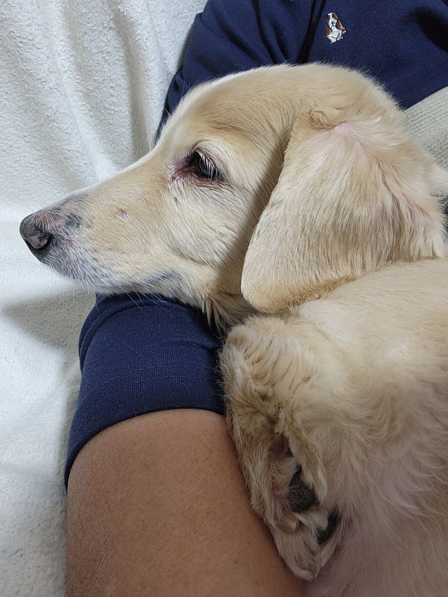 パパにべったりレオンくん🐶 #犬のいる暮らし #犬のいる幸せ