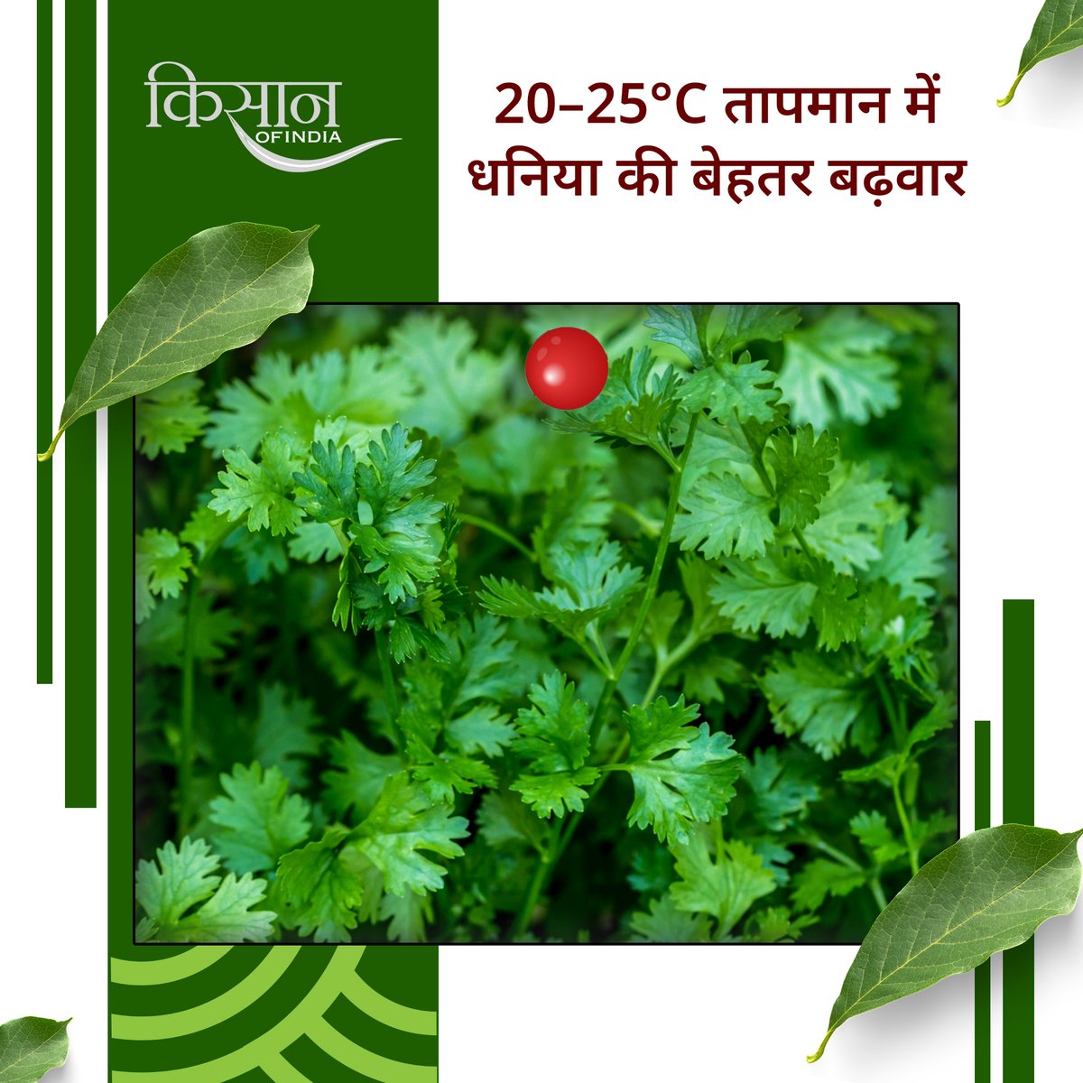 KisanofIndia's tweet photo. धनिया की खेती रबी मौसम में किसानों के लिए लाभकारी विकल्प है। सही तापमान, समय पर बुवाई और दोमट मिट्टी से बेहतर उपज और अतिरिक्त आमदनी संभव है।
#KisanOfIndia #Agriculture #DhaniyaFarming #CorianderCultivation #RabiCrop #SpiceFarming #IndianSpices #ProfitableFarming #LoamySoil #WinterCrops