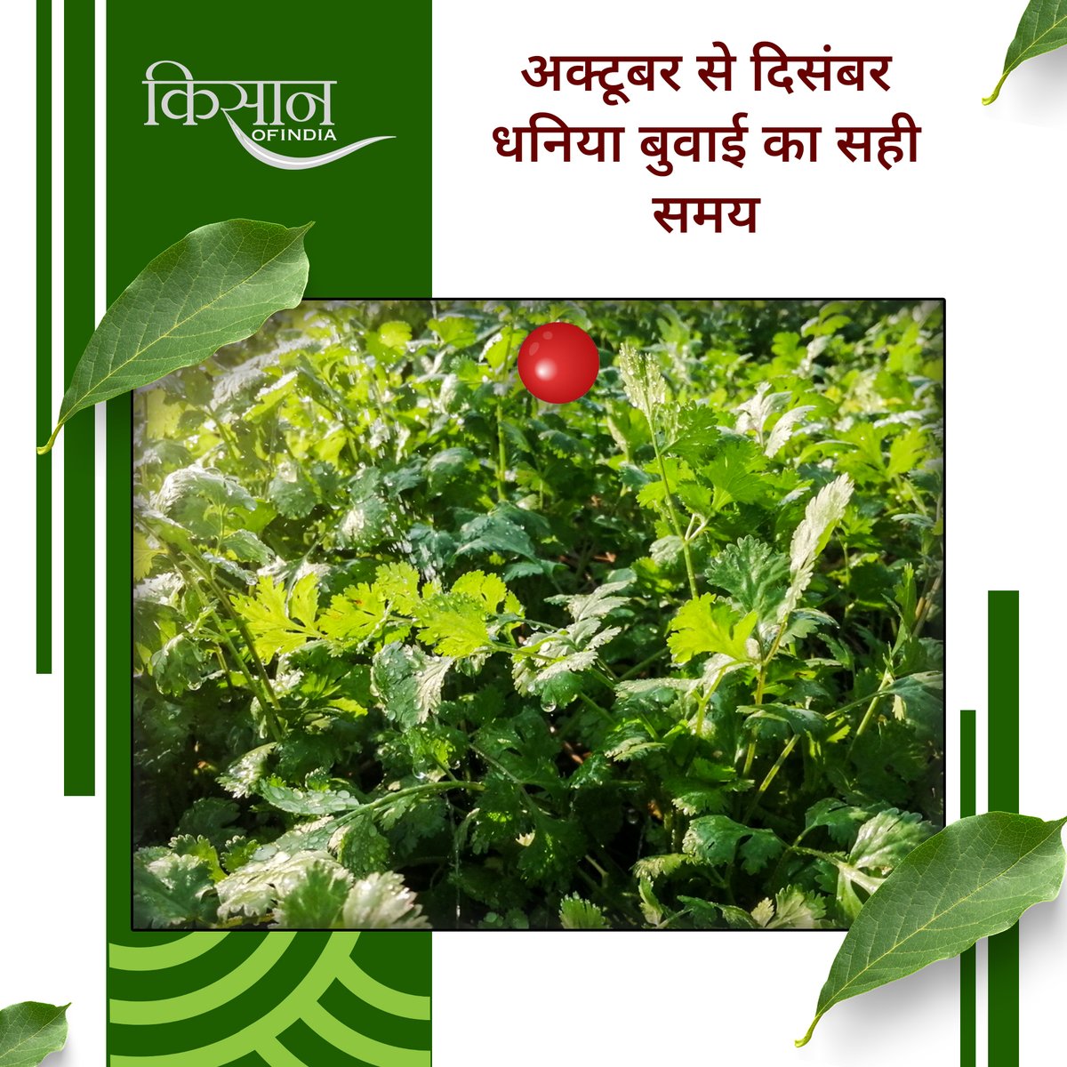 KisanofIndia's tweet photo. धनिया की खेती रबी मौसम में किसानों के लिए लाभकारी विकल्प है। सही तापमान, समय पर बुवाई और दोमट मिट्टी से बेहतर उपज और अतिरिक्त आमदनी संभव है।
#KisanOfIndia #Agriculture #DhaniyaFarming #CorianderCultivation #RabiCrop #SpiceFarming #IndianSpices #ProfitableFarming #LoamySoil #WinterCrops