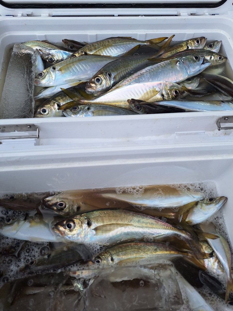 粂丸 LTアジ (@azi_maru_) / Posts / X