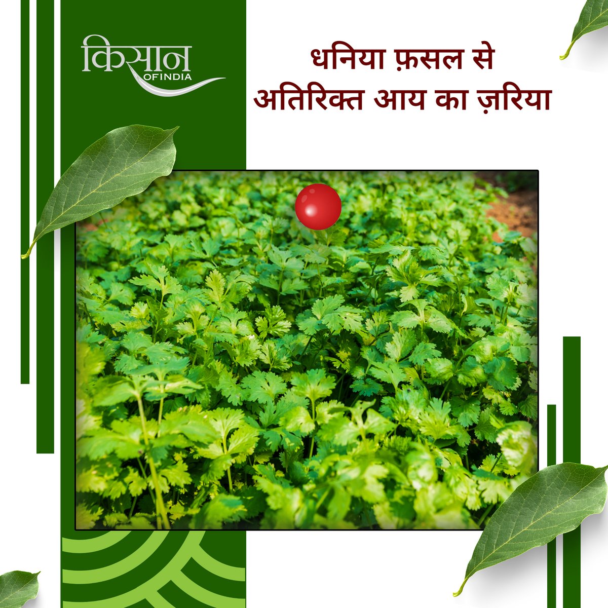 KisanofIndia's tweet photo. धनिया की खेती रबी मौसम में किसानों के लिए लाभकारी विकल्प है। सही तापमान, समय पर बुवाई और दोमट मिट्टी से बेहतर उपज और अतिरिक्त आमदनी संभव है।
#KisanOfIndia #Agriculture #DhaniyaFarming #CorianderCultivation #RabiCrop #SpiceFarming #IndianSpices #ProfitableFarming #LoamySoil #WinterCrops