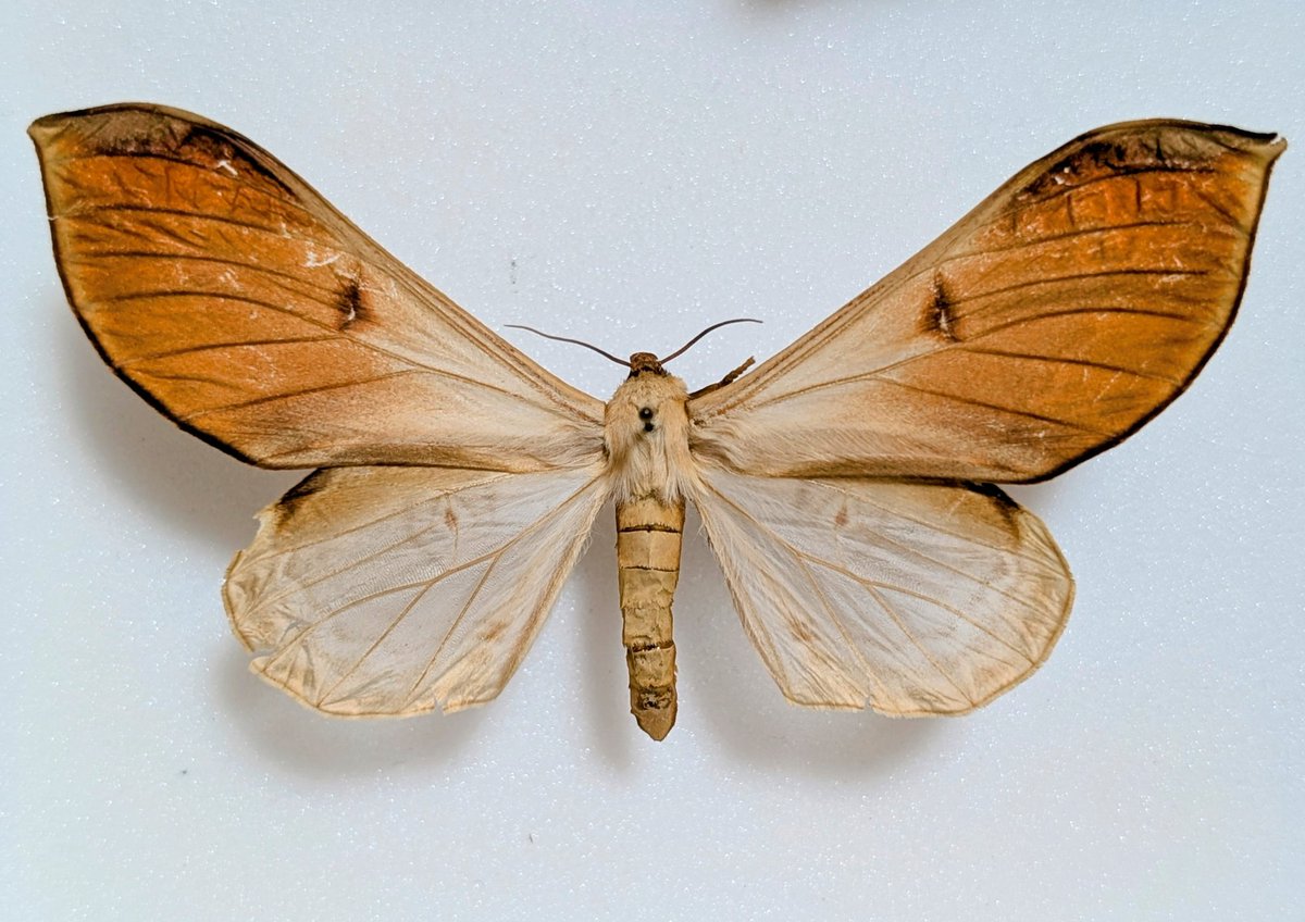 M0 (@mom0mom0mom0m00) / Posts / X