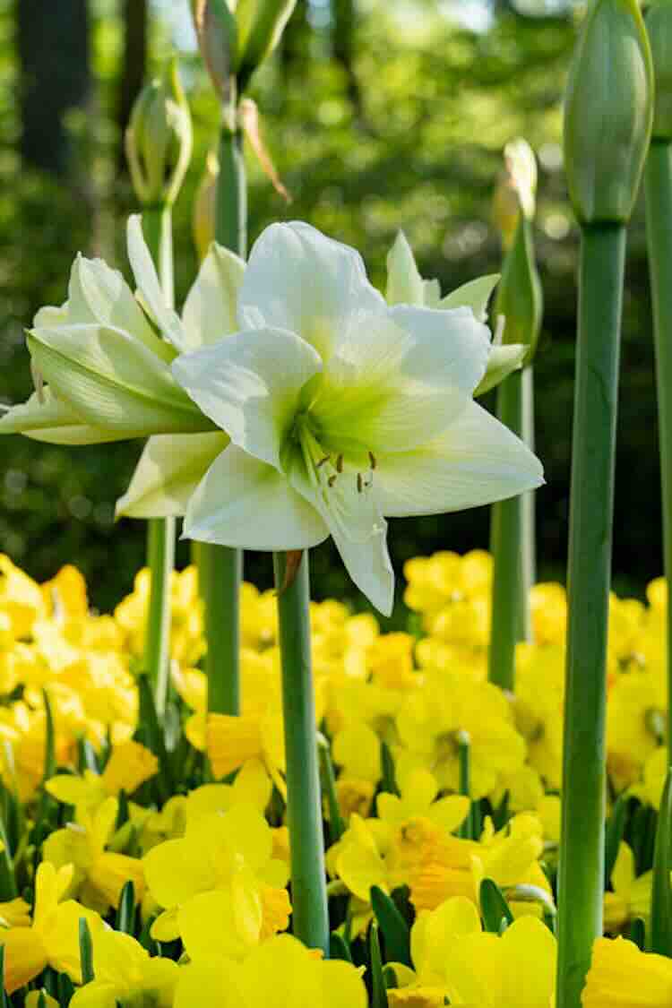 Als er één bloem is die de show steelt met een bijna tropische uitstraling, dan is het de #amaryllis. Hoewel we de bol kennen als binnen bloeiend, bestaat er ook een buitenvariant: de tuinamaryllis. Deze zorgt voor een bloemenfeest in het late #voorjaar.

groenvandaag.nl/de-bijna-tropi…